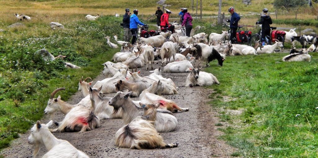 Goats resting in Rallarvegen